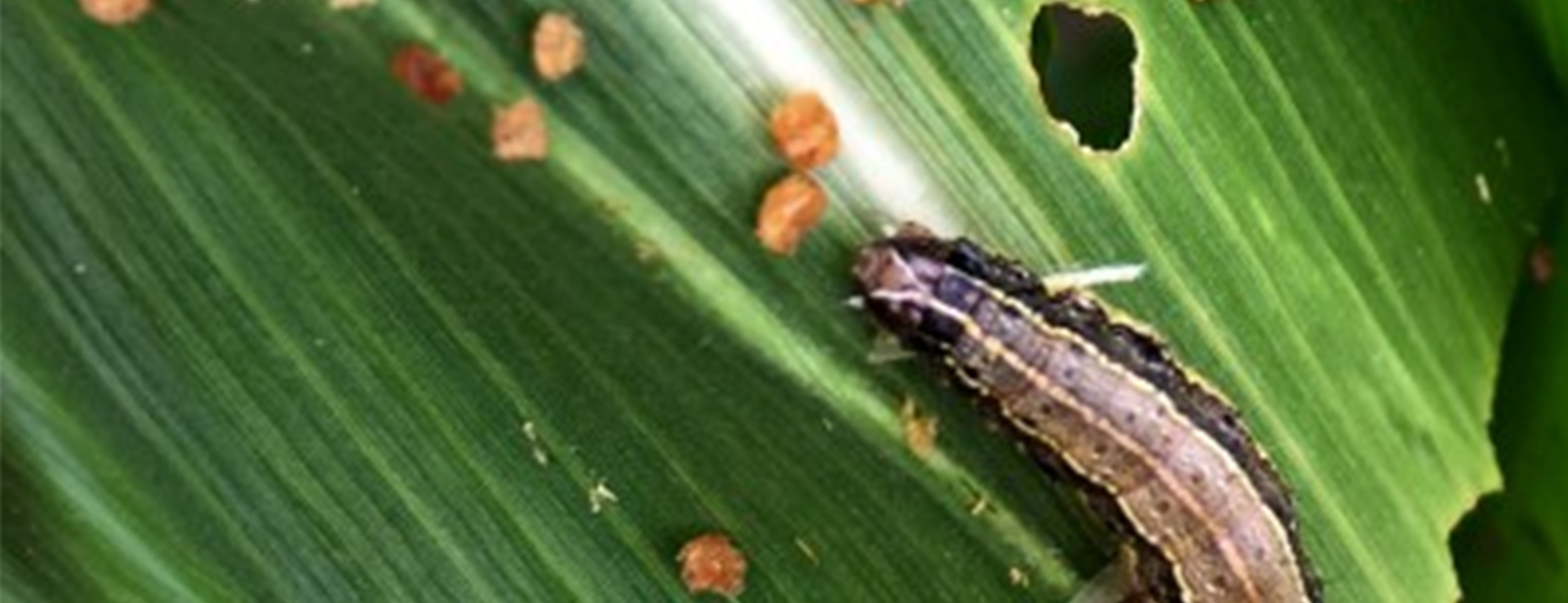 insecticide, jacpot Insecticide, Imaxi Insecticide, Control army worms