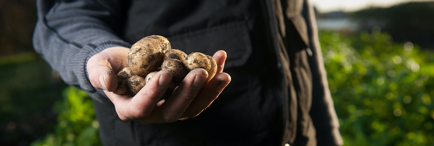 potato farming in Kenya