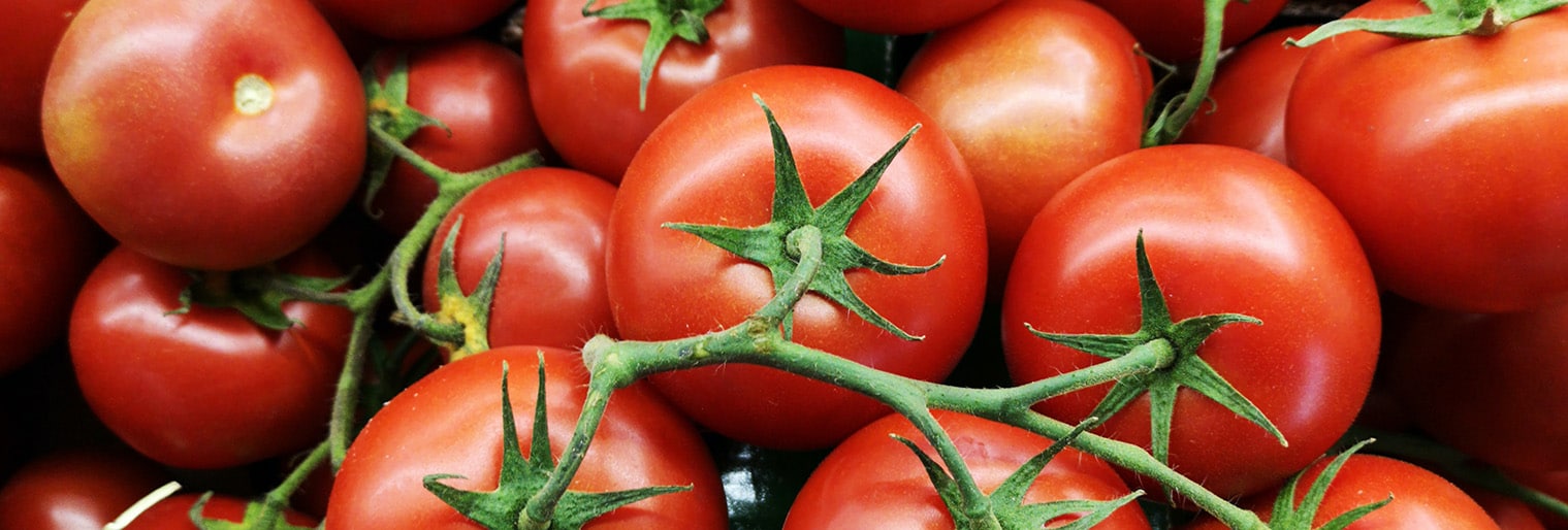 Tomato Farming in Kenya