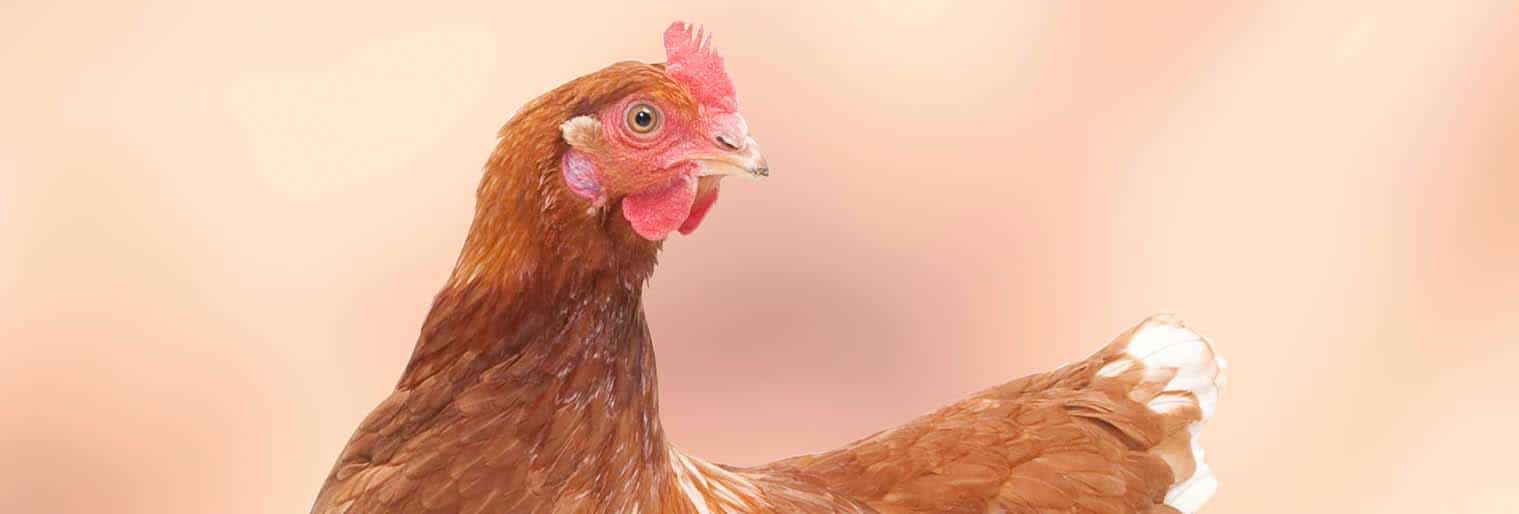 poultry farming in kenya