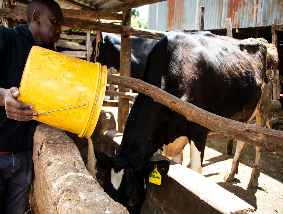 George Kairu with Annah at his farm_0000_George Kairu feeds Julian at his farm in Githiga, Kiambu county