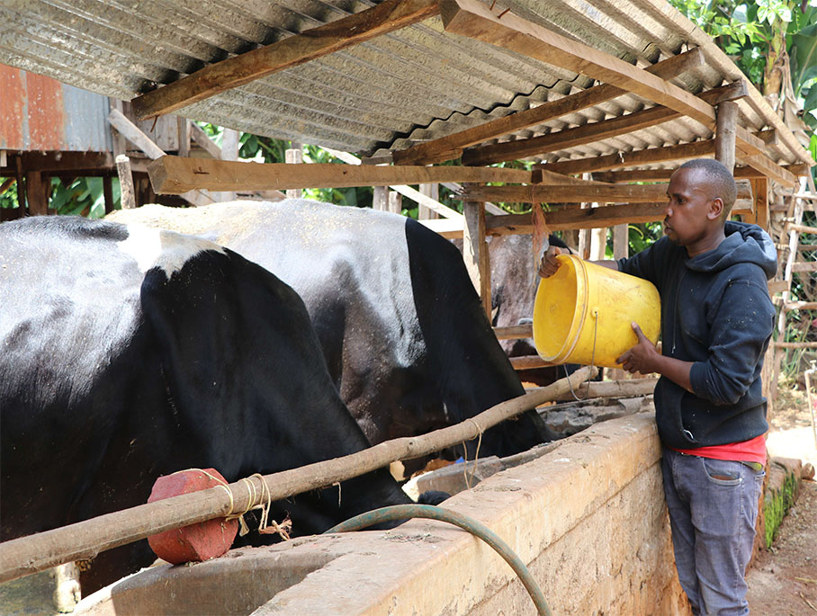 George Kairu with Annah at his farm_0001_George feeding Annag, Julian and Jane at his farm in Githiga, Kiambu County